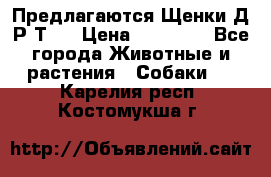 Предлагаются Щенки Д.Р.Т.  › Цена ­ 15 000 - Все города Животные и растения » Собаки   . Карелия респ.,Костомукша г.